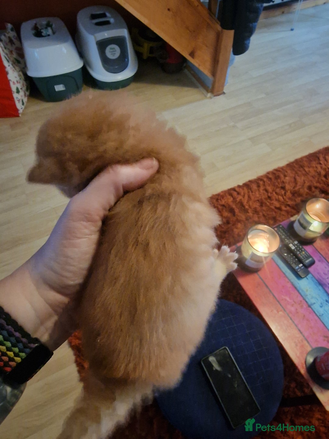 British Longhair cats for sale: 4 Adorable kittens for sale  - Advert 17