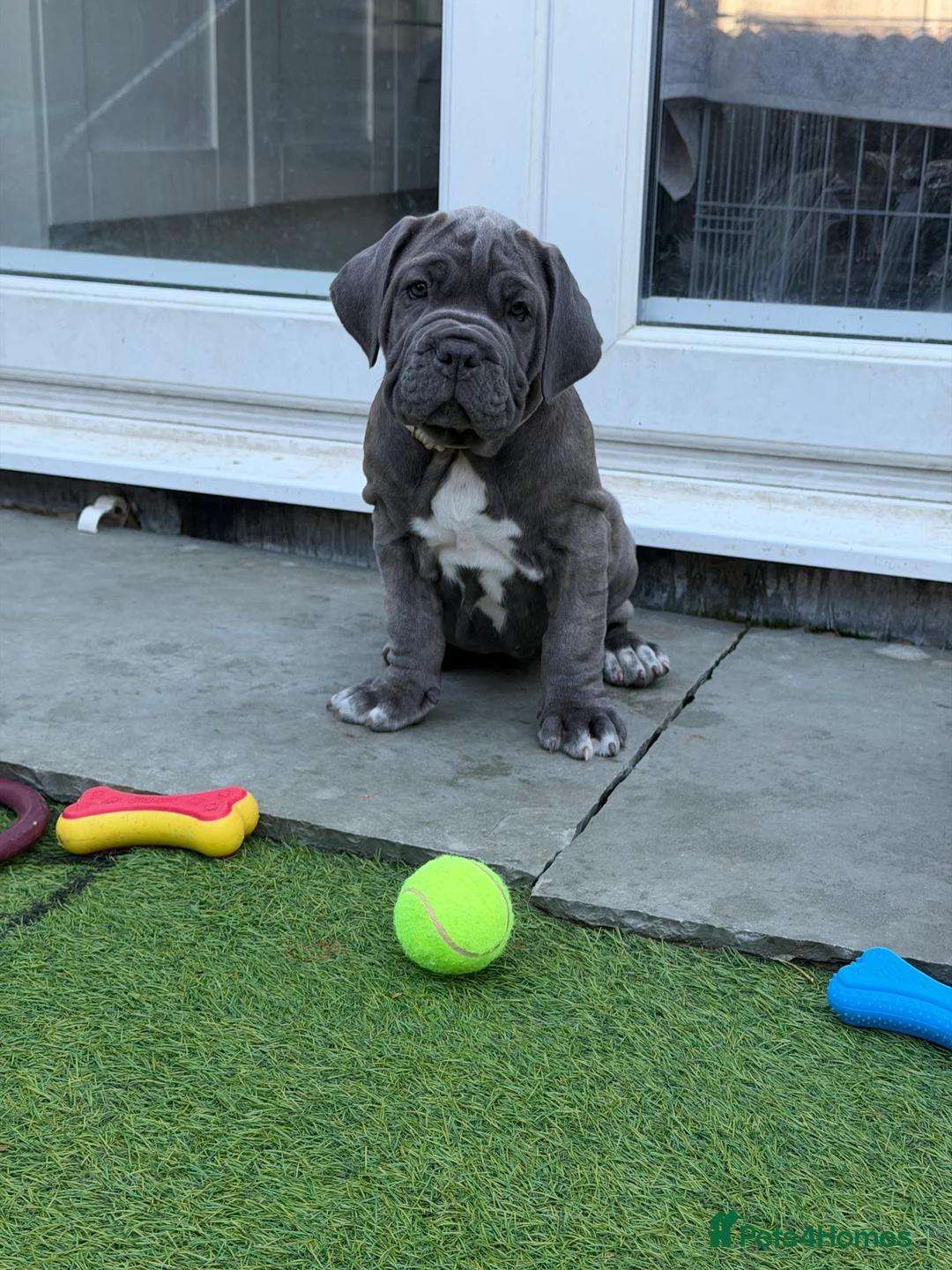 Mixed Breed dogs for sale: Neapolitan mastiff - Advert 2