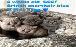 British Shorthair cats for sale: 💙GCCF MALE BSH KITTENS OUTSTANDING CHAMPION LINES - Image 28