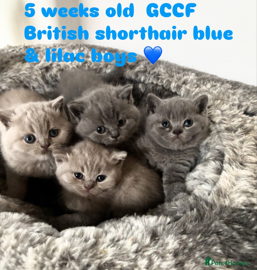 British Shorthair cats for sale: 💙GCCF MALE BSH KITTENS OUTSTANDING CHAMPION LINES - Image 28