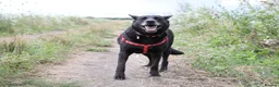 Mixed Breed dogs for adoption: ❤️🐶 MARY – SHE IS PERFECT WITH HER PEOPLE - Advert 9