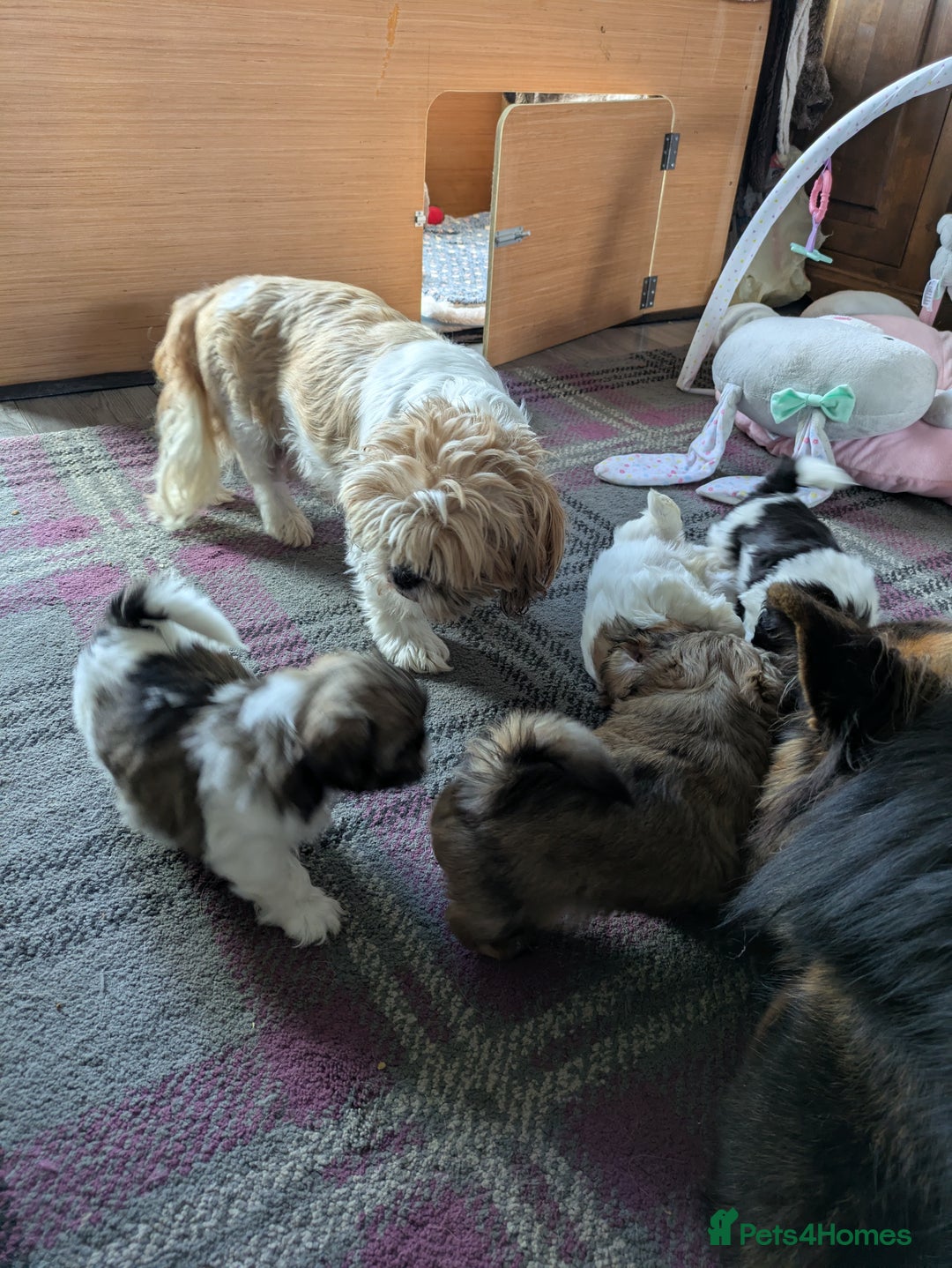 Shih Tzu dogs for sale: Stunning Shih Tzu boy - Image 29