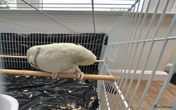 Budgerigars birds for sale: Pair of Beautiful Mutated Indian Ringnecks!! - Image 4