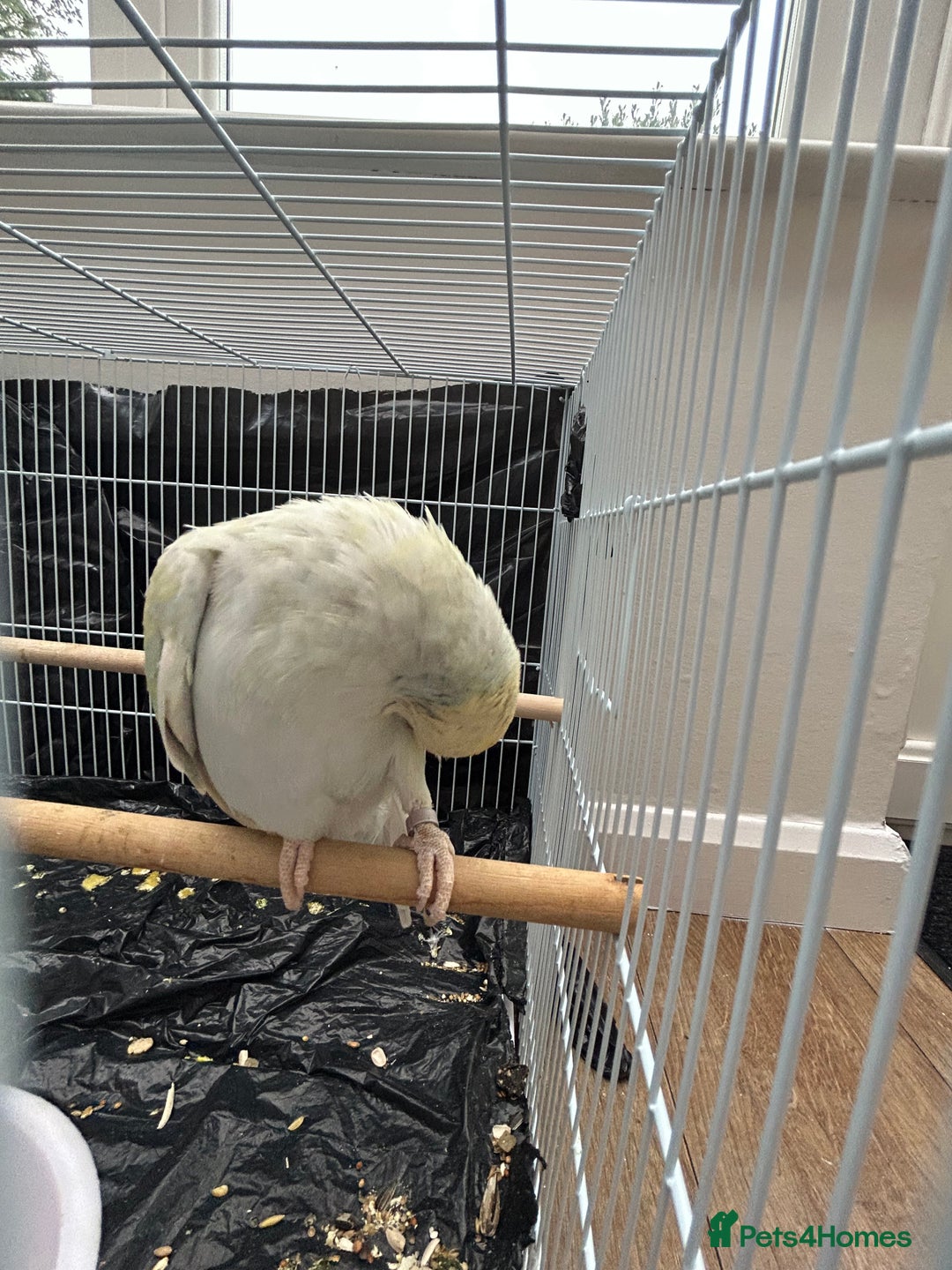 Budgerigars birds for sale: Pair of Beautiful Mutated Indian Ringnecks!! - Image 4