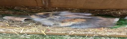 Mixed Breed rabbits for sale: Baby rabbits lion head mixed with mini lop - Advert 4