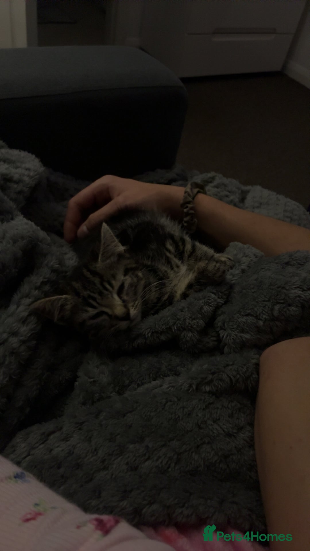 Mixed Breed cats for sale: 3 month kitten - Advert 4