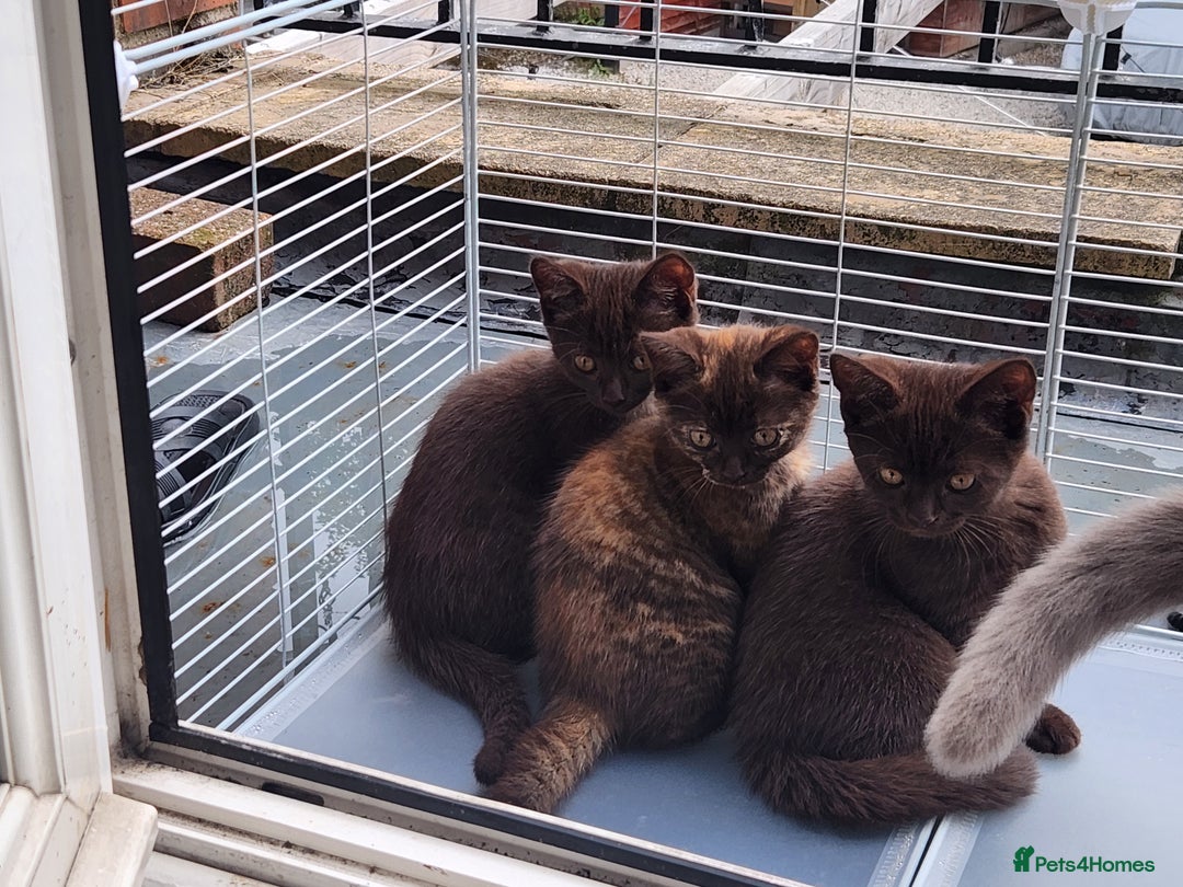Havana Brown cats for sale: Rare Havana Brown's kittens - Image 7
