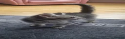 Mixed Breed cats for sale: 🐾 Grey Tabby Kitten – Ready for Loving Home 🐾 - Advert 6