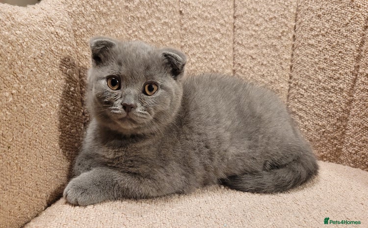 British Shorthair cats - Advert 8