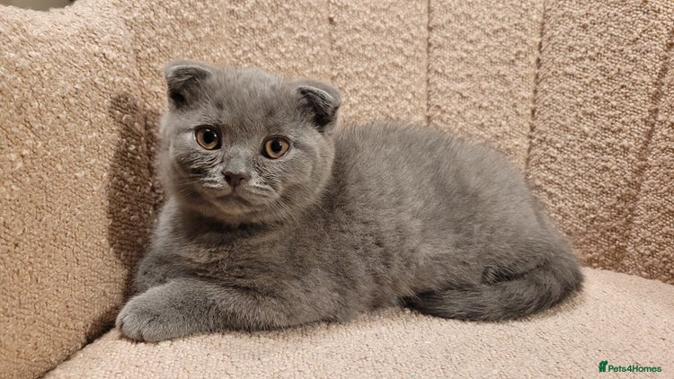 British Shorthair cats - Advert 8