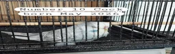 Budgerigars birds for sale: Baby budgies Ashford Kent  - Advert 9