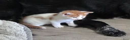 Mixed Breed cats for sale: 6 Beautiful Kittens available - Advert 8