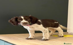 Cocker Spaniel dogs for sale: GORGEOUS WORKING COCKER SPANIEL  - Image 2