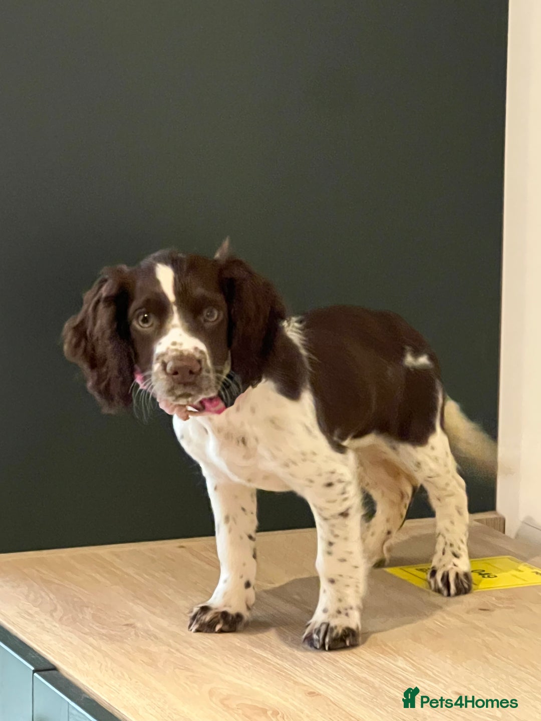 Cocker Spaniel dogs for sale: GORGEOUS WORKING COCKER SPANIEL  - Image 2