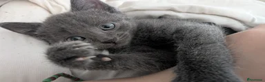 Russian Blue Kitten 1
