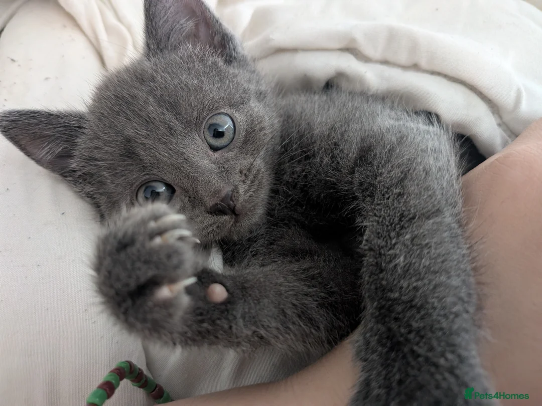 Russian Blue cats for sale: 2 female russian blue kittens  - Advert 2