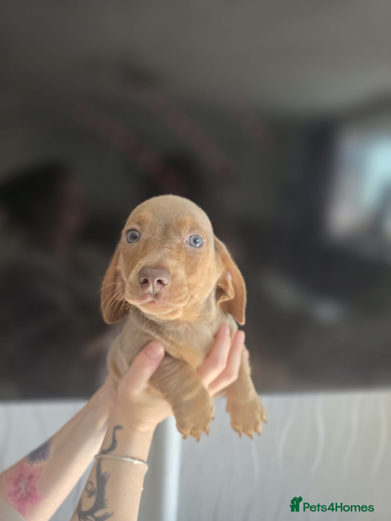 Miniature Dachshund dogs for sale: Stunnung miniature Dachshund  in Slough - Advert 5
