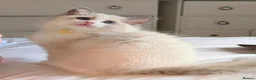 Ragdoll cats for sale: Tica Ragdoll kittens imperial grand champion lines - Advert 13