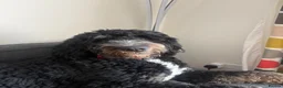 Bernedoodle dogs for stud: Walter  - Advert 8