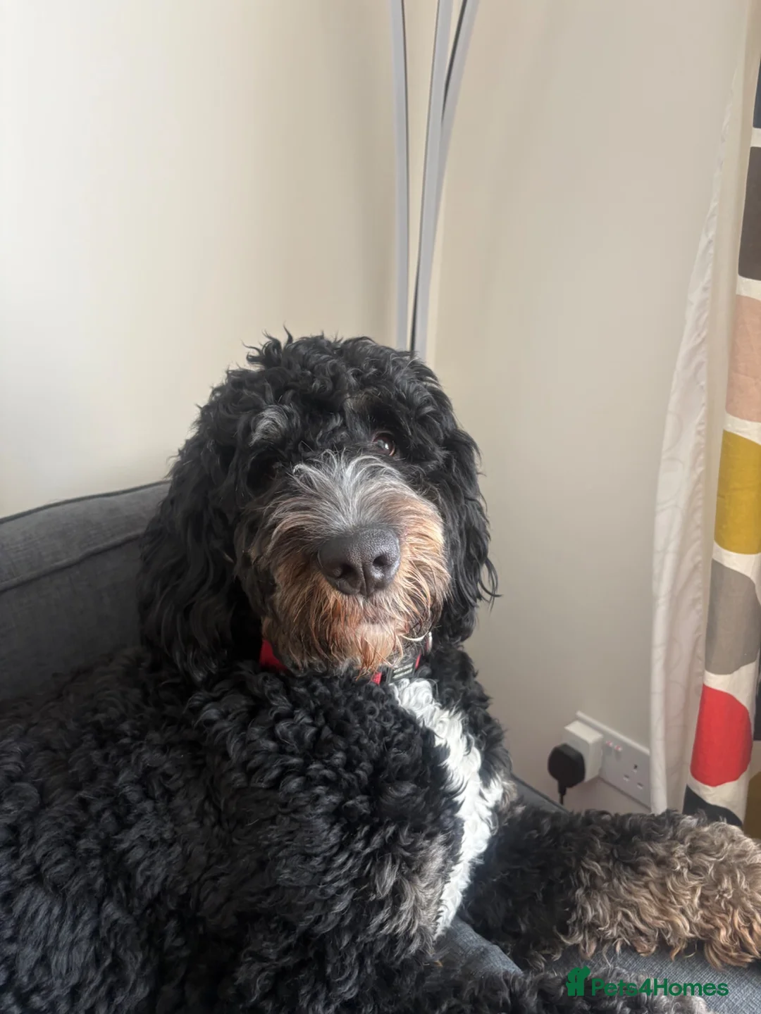 Bernedoodle dogs for stud: Walter  - Advert 8