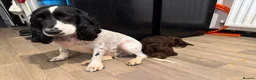 Cockapoo dogs for sale: Toy Cockapoos  - Advert 6