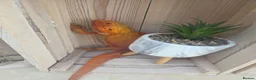 Bearded Dragon reptiles for sale: Tango in Lincoln - Advert 8