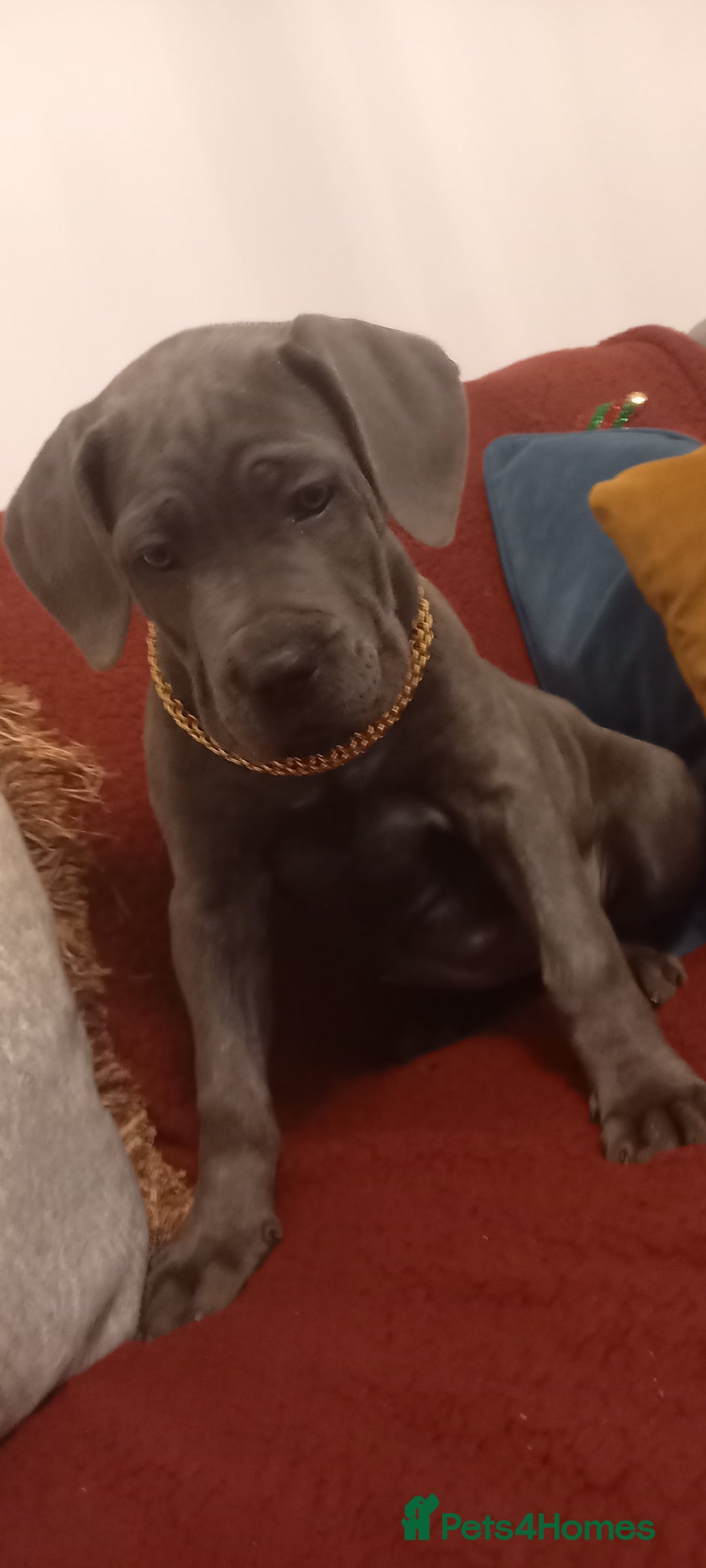 Cane Corso dogs for sale: ANNOUNCEMENT ONLY UK LITTER DEL DYRIUM LINES  🖤  - Advert 34