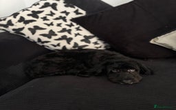 Cockapoo dogs for sale: Milo  - Image 2