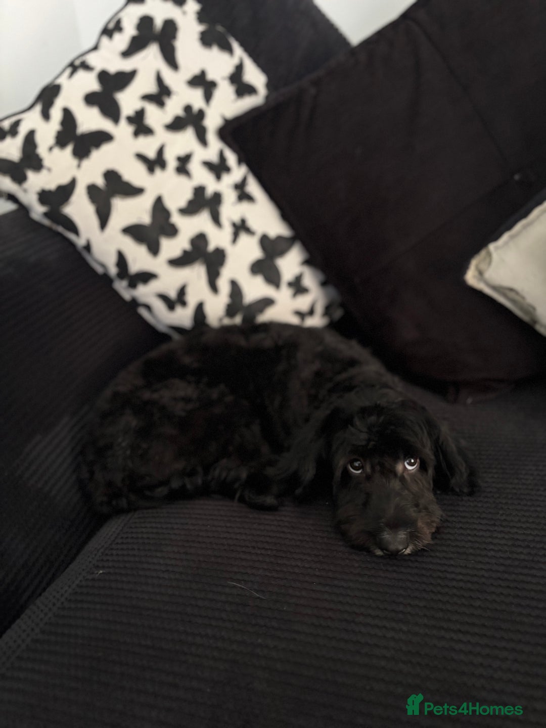 Cockapoo dogs for sale: Milo  - Image 2