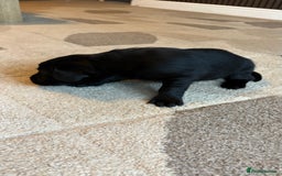 Labrador Retriever dogs for sale: KC Registered Labrador Puppies Ready 24th November - Image 15