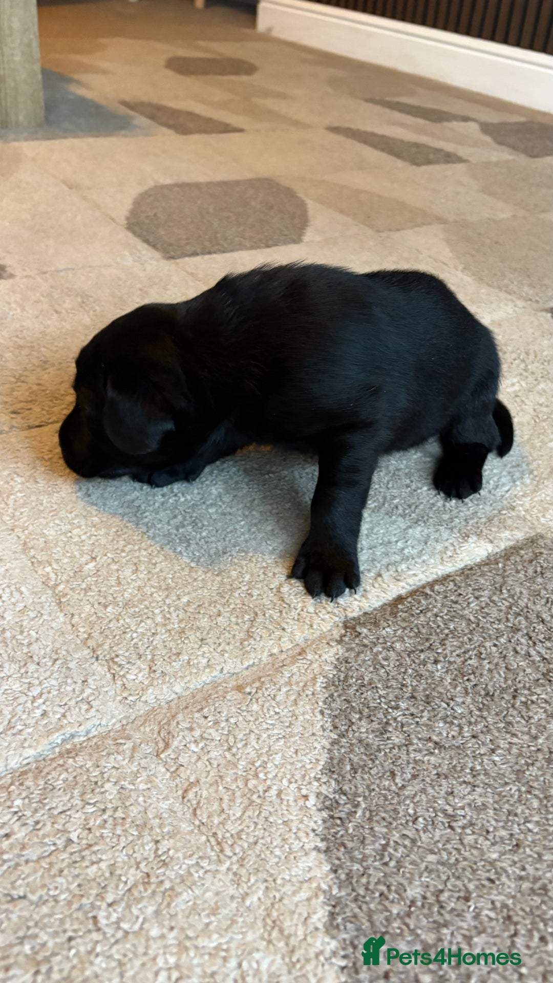 Labrador Retriever dogs for sale: KC Registered Labrador Puppies Ready 24th November - Image 15