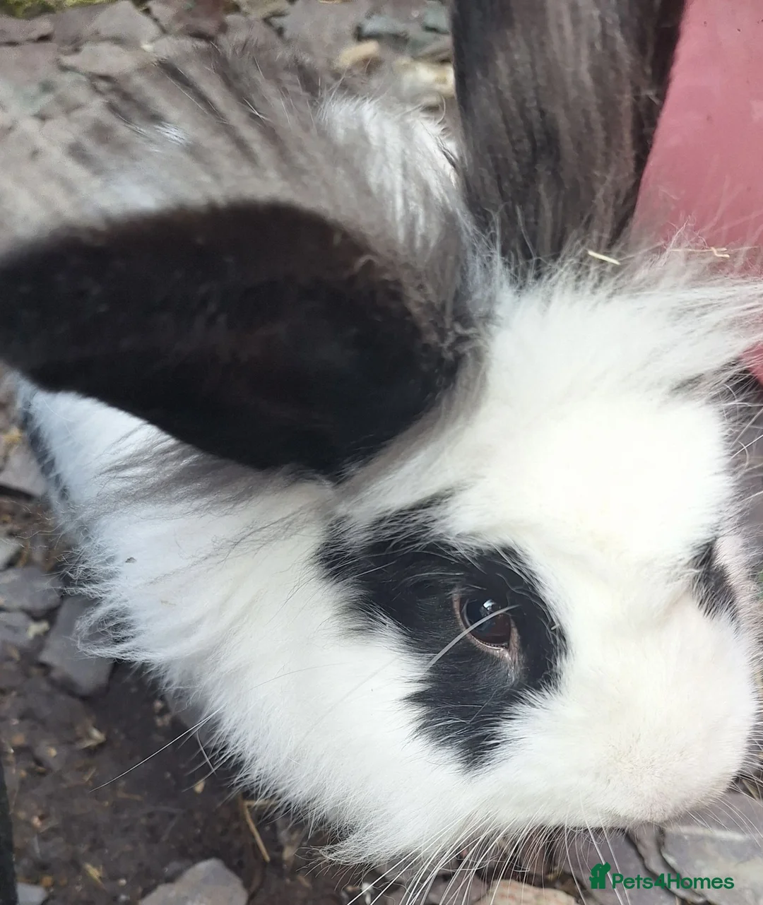 Guinea Pig rodents for sale: Male rabbit and 2 guinea pig - Advert 2