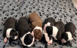 Boston Terrier dogs for sale: Beautiful Chunky KC Boston Terrier Puppies - Image 14