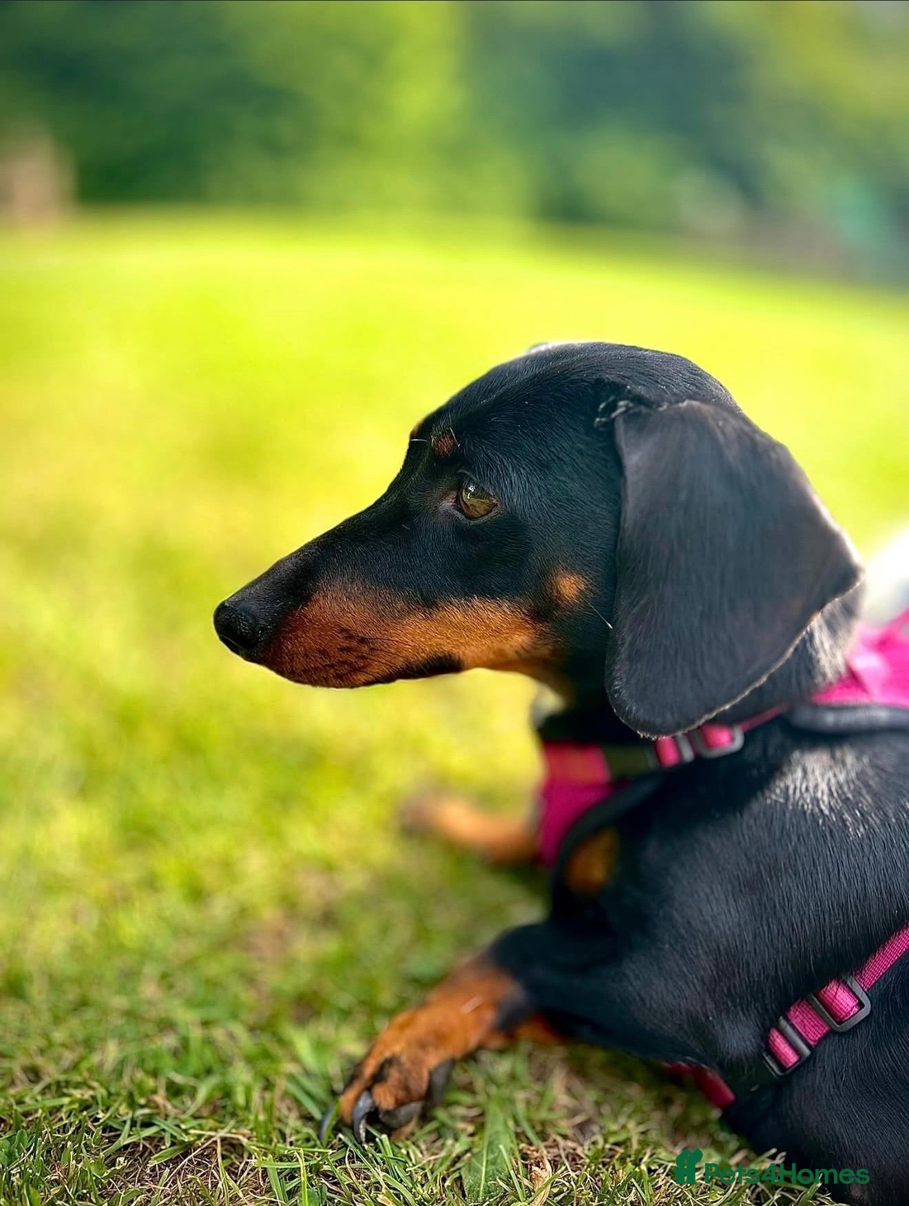 Miniature Dachshund dogs Miniature dachshunds - Advert 2