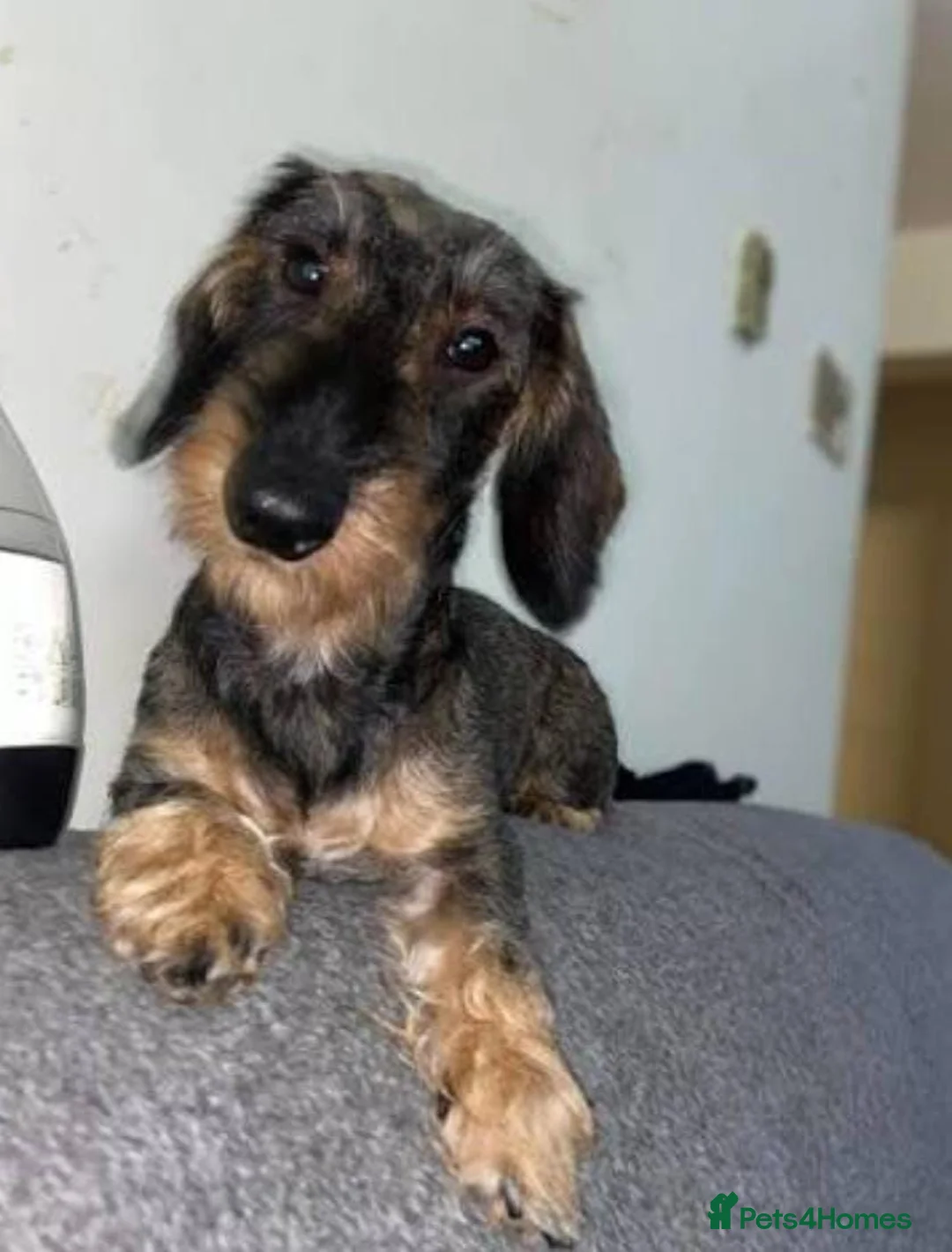 Miniature Dachshund dogs for sale: Dachshund pups - Advert 3