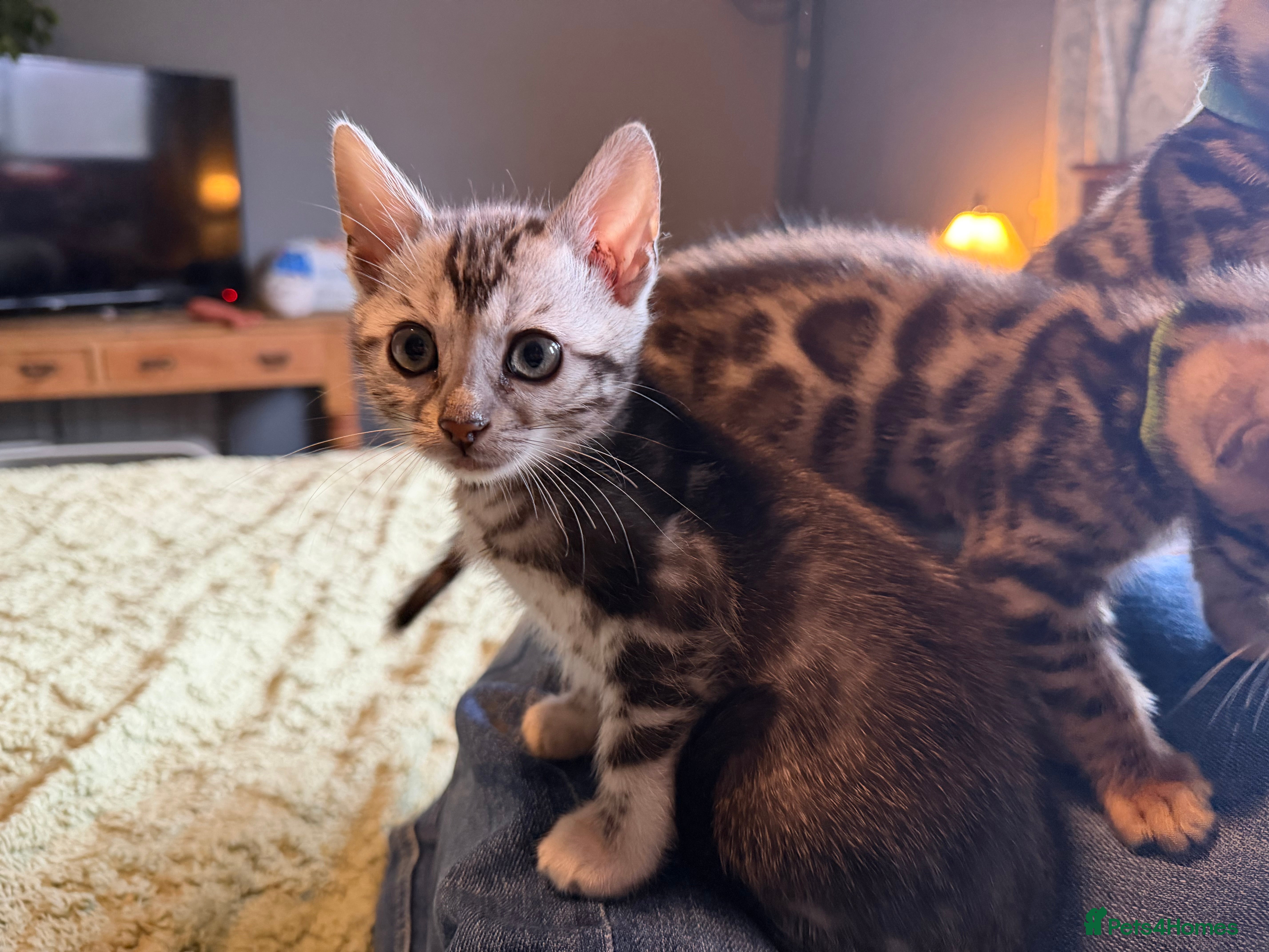 Bengal cats BEAUTIFUL BENGAL KITTENS FOR SALE- READY 03/04/26 - Advert 1