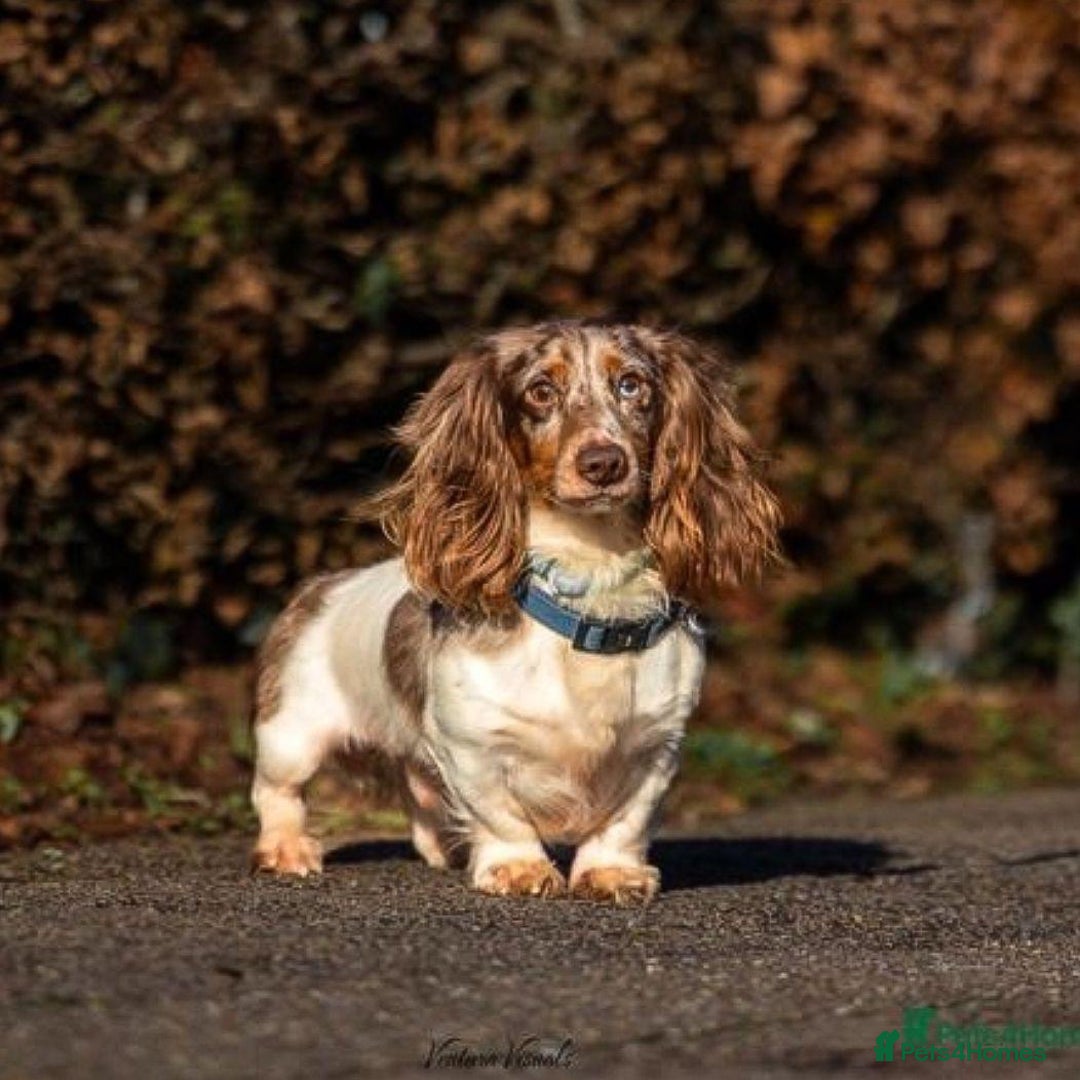 Miniature Dachshund dogs for sale: KC Registered Miniature Dachshund Puppies ❤️ - Advert 3