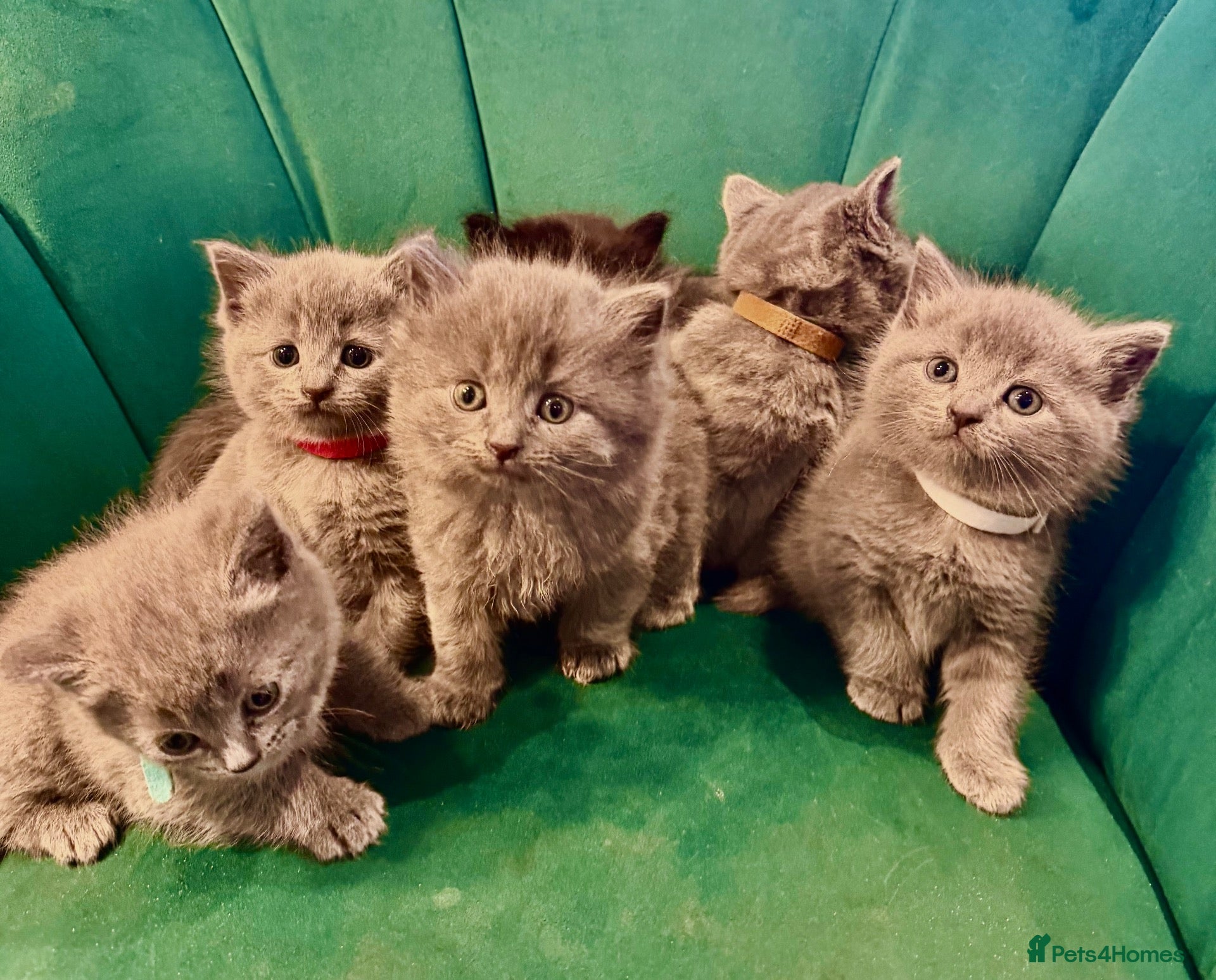 Scottish Fold cats Scottish kittens  - Advert 1