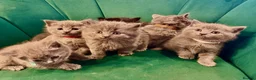 Scottish Fold cats for sale: Scottish kittens  in Rugby - Advert 1