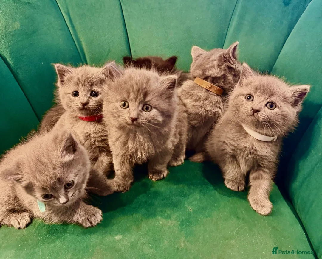 Scottish Fold cats for sale: Scottish kittens  in Rugby - Advert 1