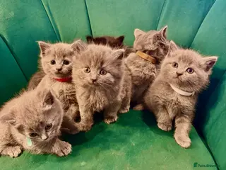 Scottish Fold cats Scottish kittens - Advert 1