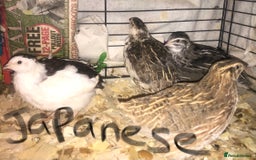 Quail poultry for sale: JAPANESE & JUMBO QUAILS ! - Image 3