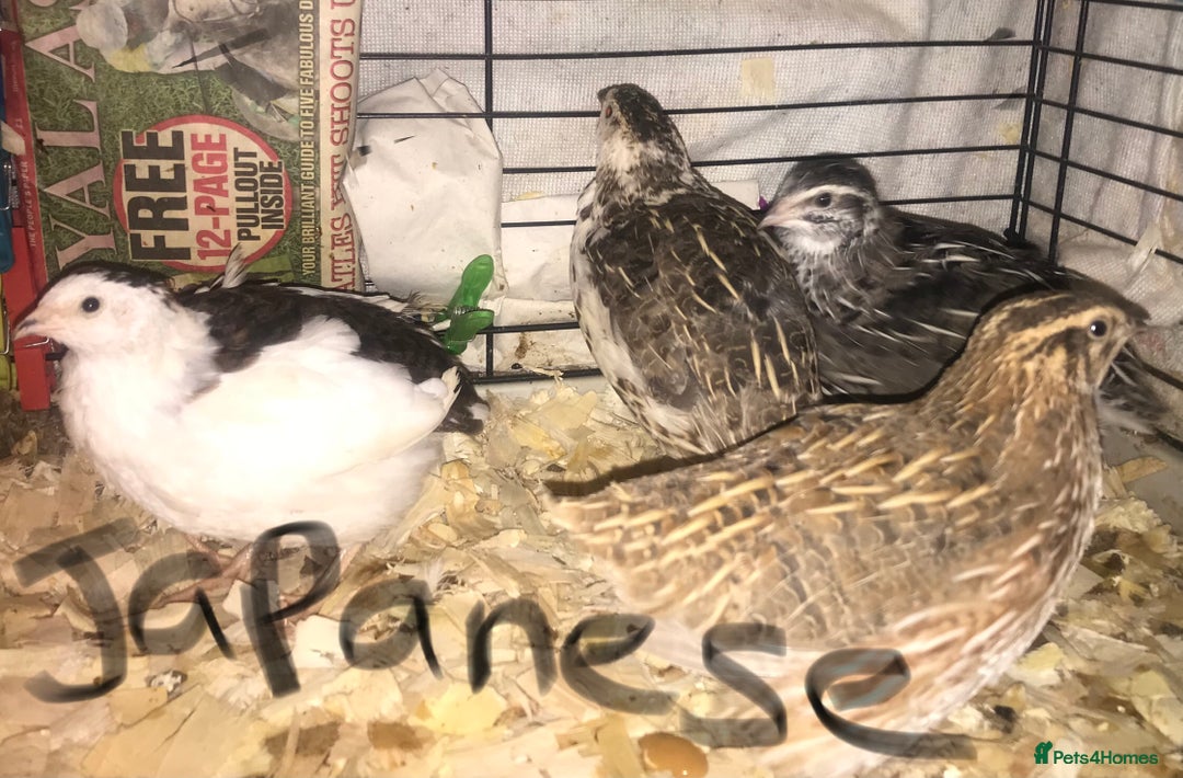 Quail poultry for sale: JAPANESE & JUMBO QUAILS ! - Image 3