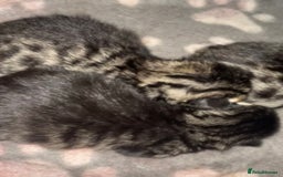 Bengal cats for sale: Domestic shorthaired x bengal kitten  - Advert 5