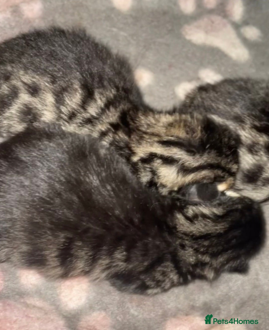 Bengal cats for sale: Domestic shorthaired x bengal kitten  - Advert 5