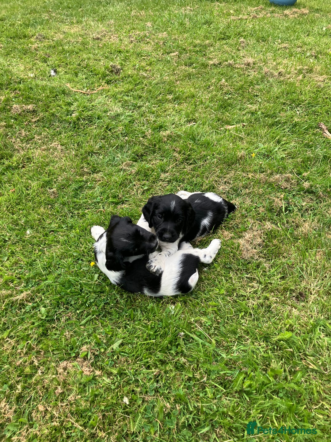 English Springer Spaniel dogs for sale: English Springer Spaniel Puppies for Sale - Image 9