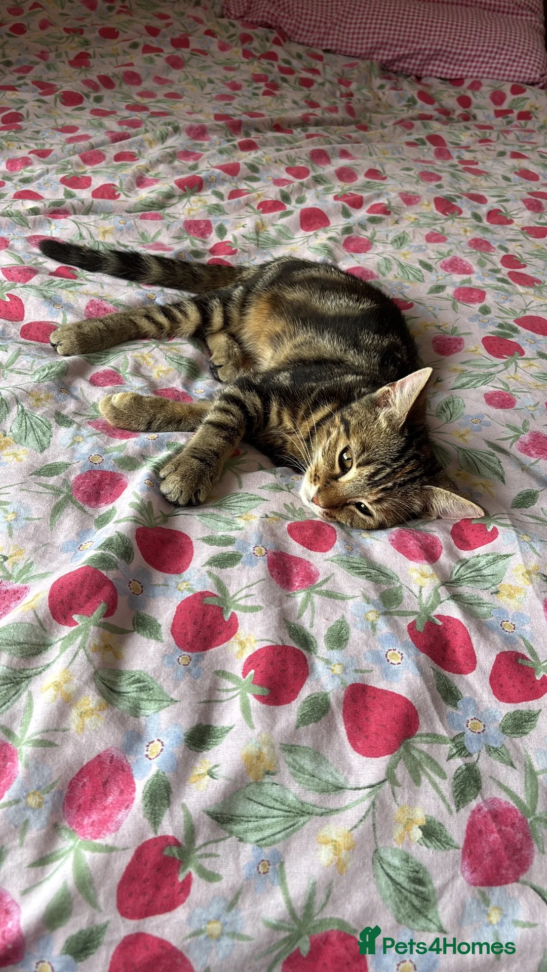 Mixed Breed cats for sale: Beautiful tabby girl - Advert 2