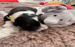 Bordoodle dogs for sale: Bordoodle Pups - Image 32