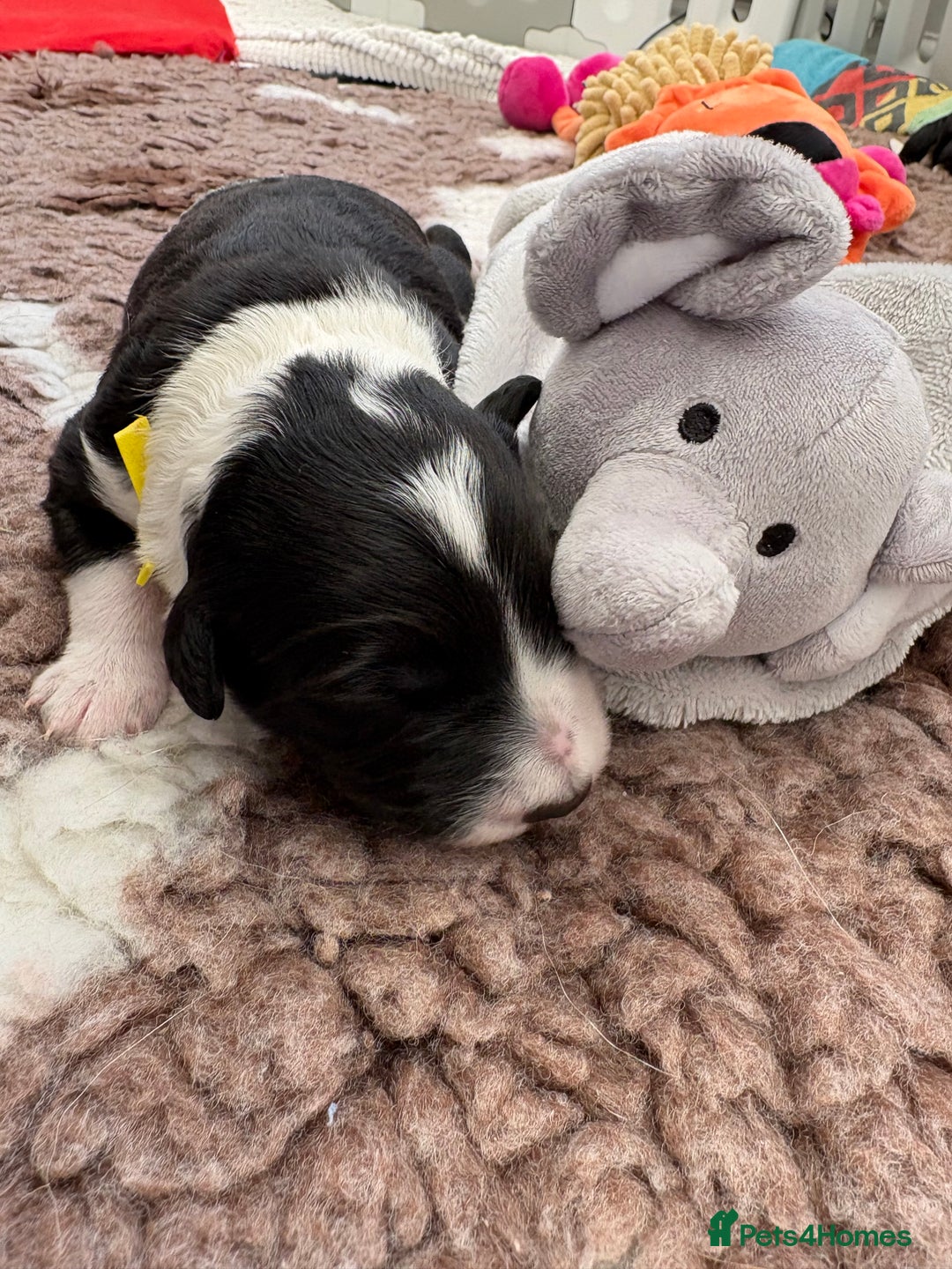 Bordoodle dogs for sale: Bordoodle Pups - Image 32