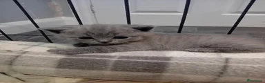 British Shorthair 4